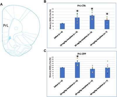 Neuronal activity of the medial prefrontal cortex, nucleus accumbens, and basolateral amygdala in conditioned taste aversion and conditioned place preference induced by different doses of morphine administrations in rats